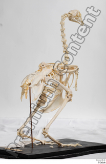 Chicken skeleton chicken skeleton 0062.jpg